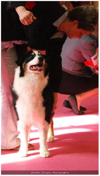 Coconut chérie du Bois de Chantalouette - 1er Excellent - CACS