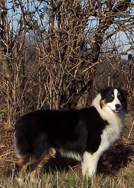 Coconut chérie du Bois de Chantalouette - 4 ième excellent