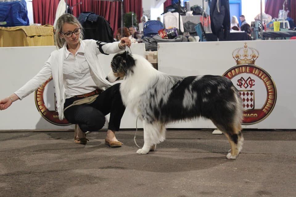 Newtton du Bois de Chantalouette - 2ième excellent en Intermédiaire