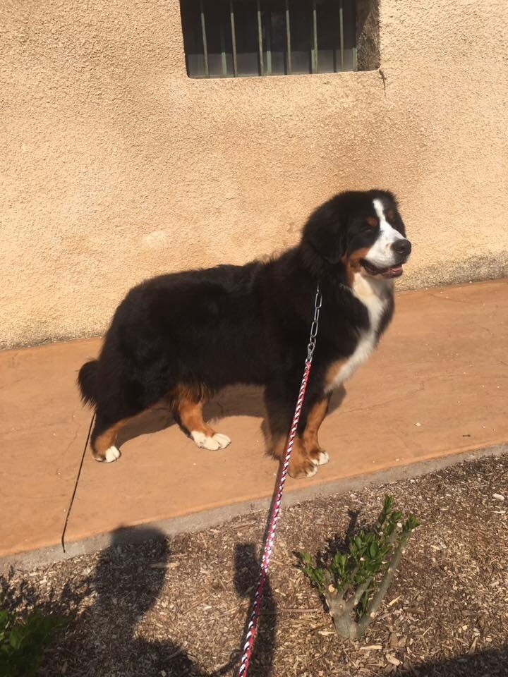 Mila du Bois de Chantalouette - Meilleur Jeune de la Race et Meilleur de Race