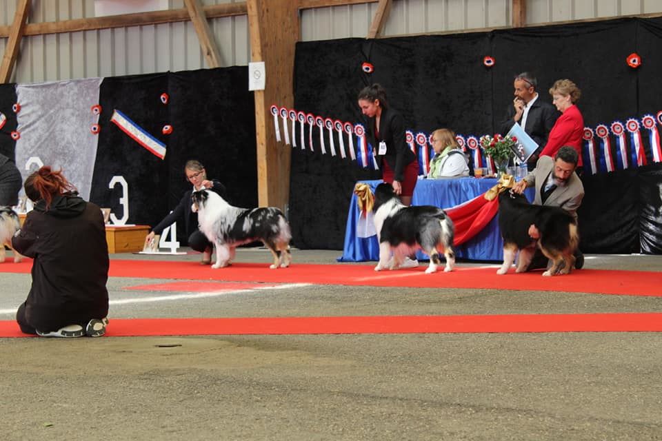 Newtton du Bois de Chantalouette - excellent non classé