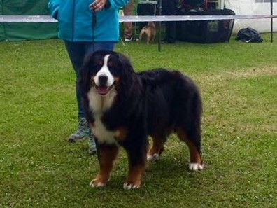 Mila du Bois de Chantalouette - Meilleur de Race - Meilleur Jeune