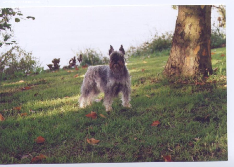 Rany (Sans Affixe) - 2° EXC .RCACS .CACIB