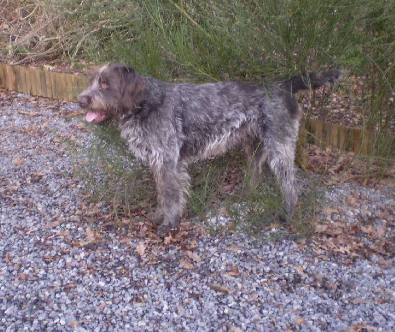 Publication : De la coipeane Auteur : boutet d