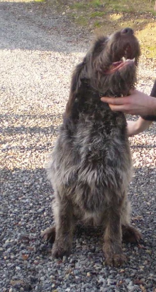 Publication : De la coipeane Auteur : boutet d