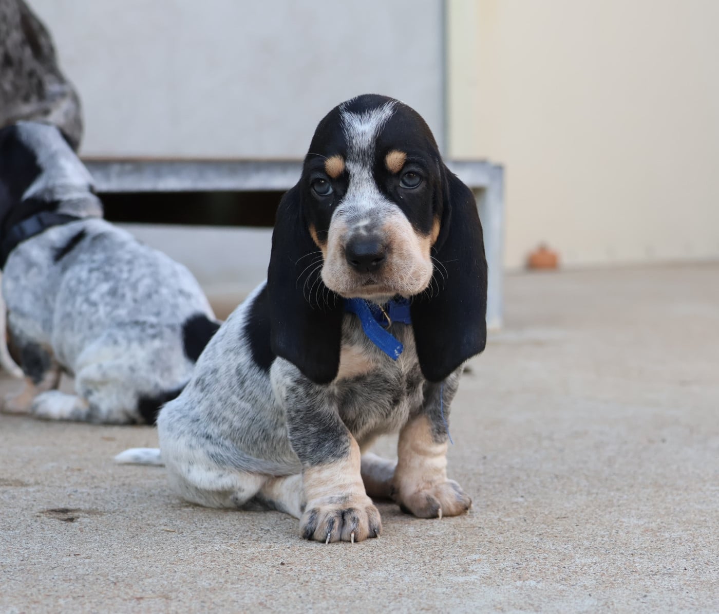 Barnabé / Brady collier bleu
