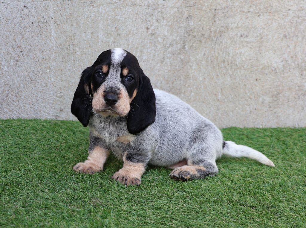 Basset Bleu De Gascogne Chiot