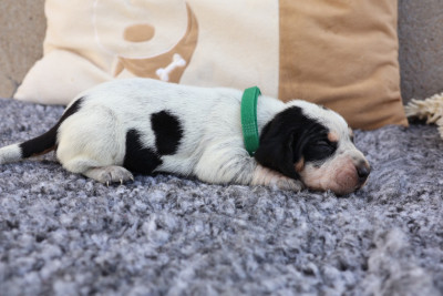 Les chiots de Basset bleu de Gascogne
