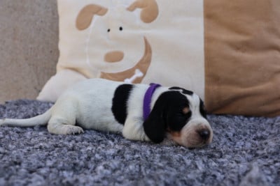Les chiots de Basset bleu de Gascogne