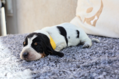Les chiots de Basset bleu de Gascogne