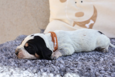 Les chiots de Basset bleu de Gascogne