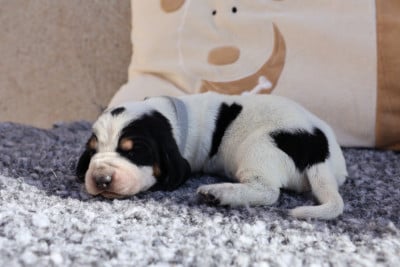 Les chiots de Basset bleu de Gascogne