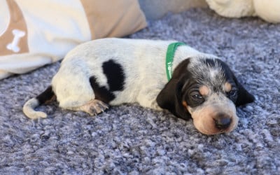 Les chiots de Basset bleu de Gascogne