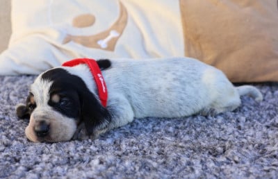 Les chiots de Basset bleu de Gascogne