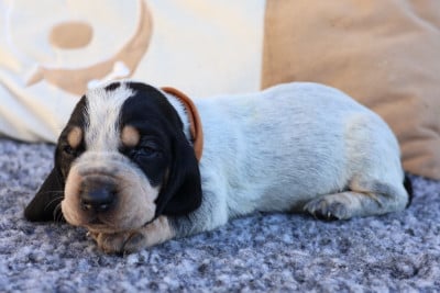 Les chiots de Basset bleu de Gascogne