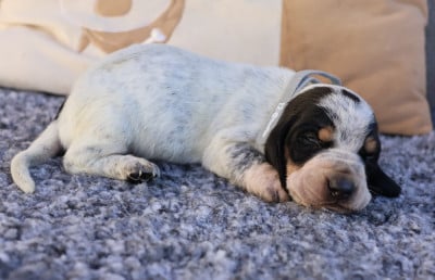 Les chiots de Basset bleu de Gascogne