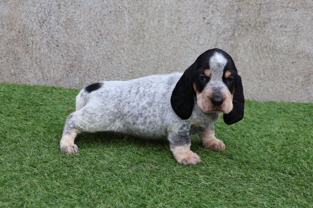 Basset Bleu De Gascogne Chiot