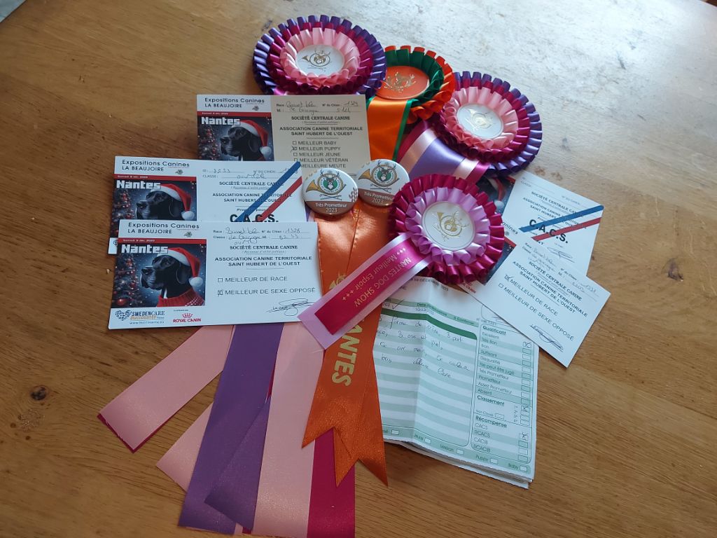 Turkoise des vallées longeronnaises - CACS BOB