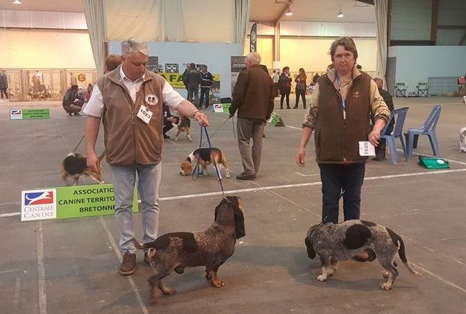 CH. Hyago des vallées longeronnaises - 1er excellent RCACS