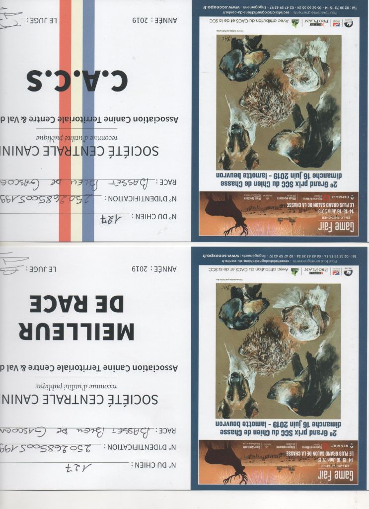 CH. Hyago des vallées longeronnaises - 1er excellent CACS BOB