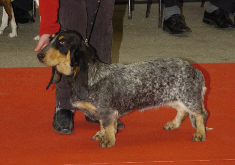 Ermionne des vallées longeronnaises - 1er exc meilleur jeune