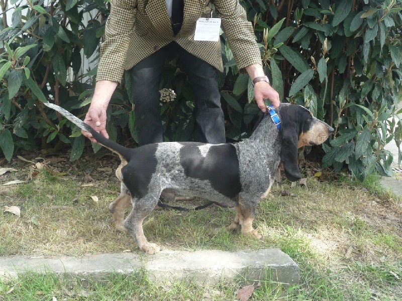 CH. Idunet des vallées longeronnaises - CACS CACIB Meilleur de race