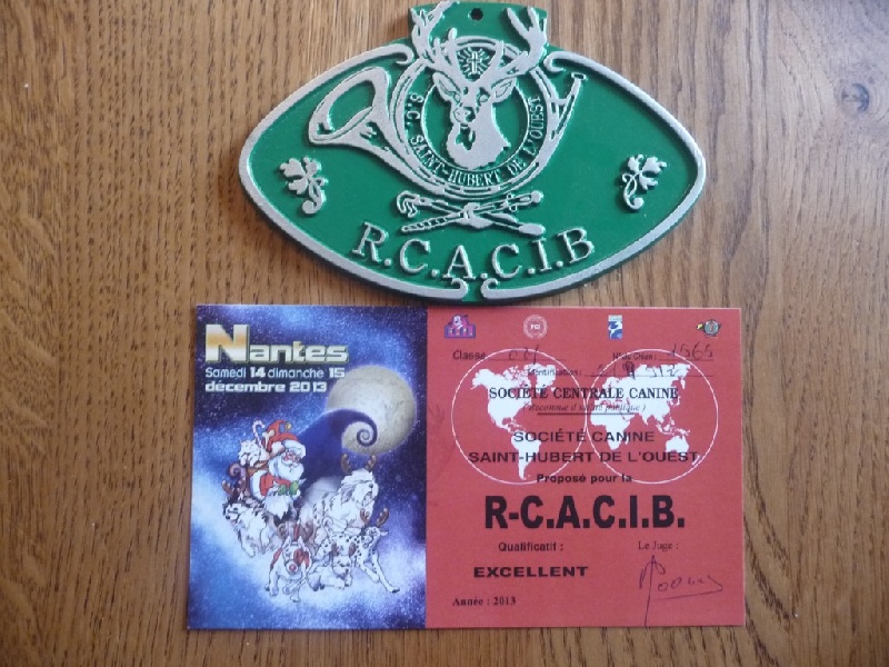 CH. Hyago des vallées longeronnaises - 1er excellent CACS RCACIB