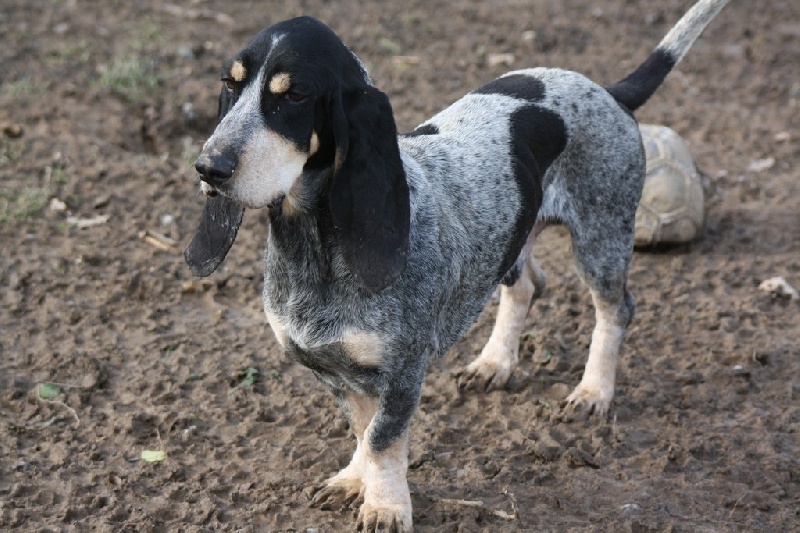 CH. Hyago des vallées longeronnaises - Rcacs Rcacib