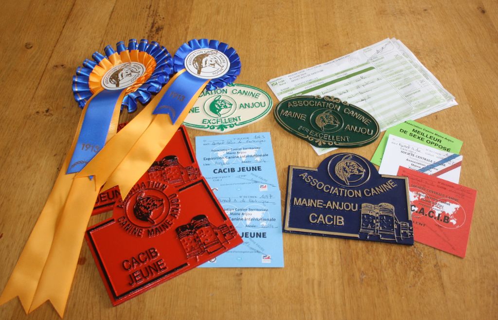 Turkoise des vallées longeronnaises - 2ème excellent