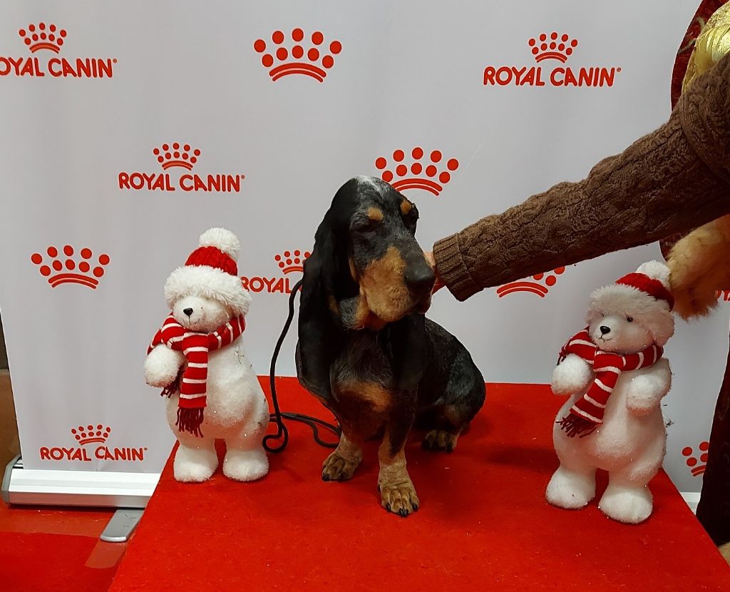 CH. Petrus des vallées longeronnaises - CACS CACIB BOB