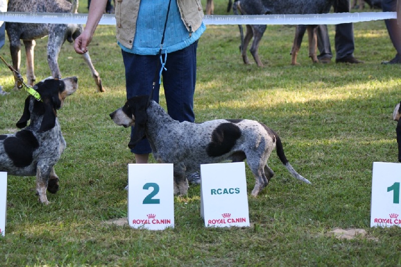 CH. Hyago des vallées longeronnaises - 1er excellent RCACS