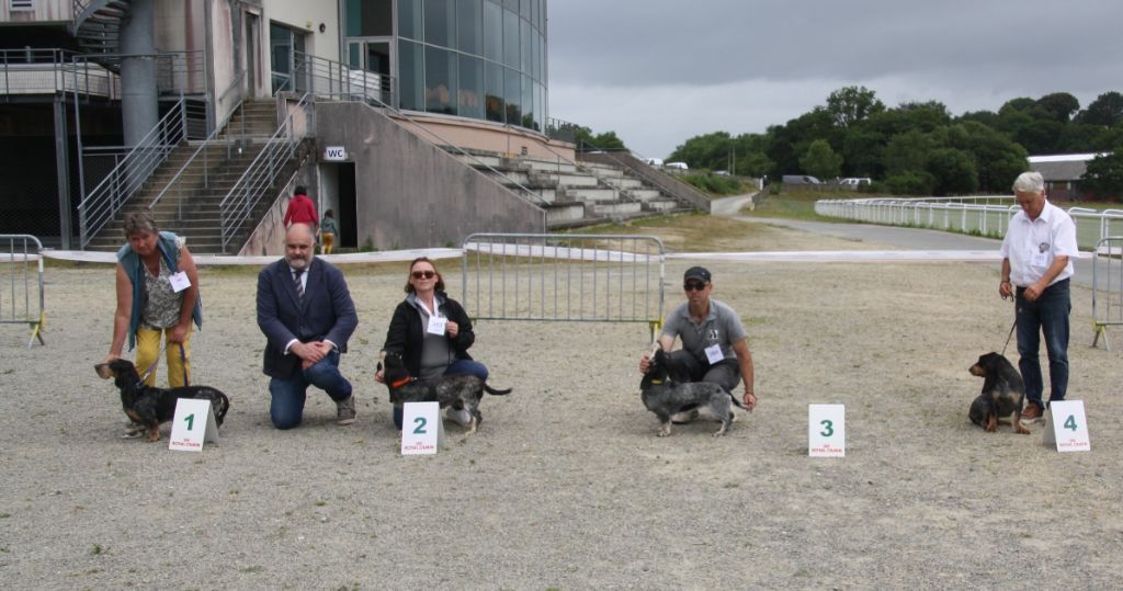 Tulipe des vallées longeronnaises - CAC Jeune Femelle