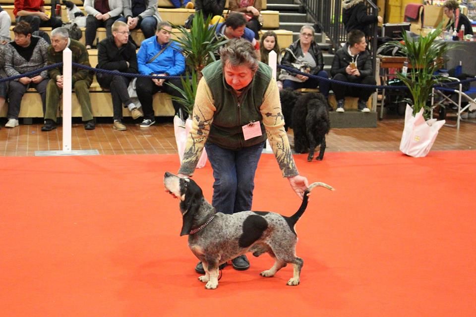 CH. Hyago des vallées longeronnaises - CACS CACIB BOB