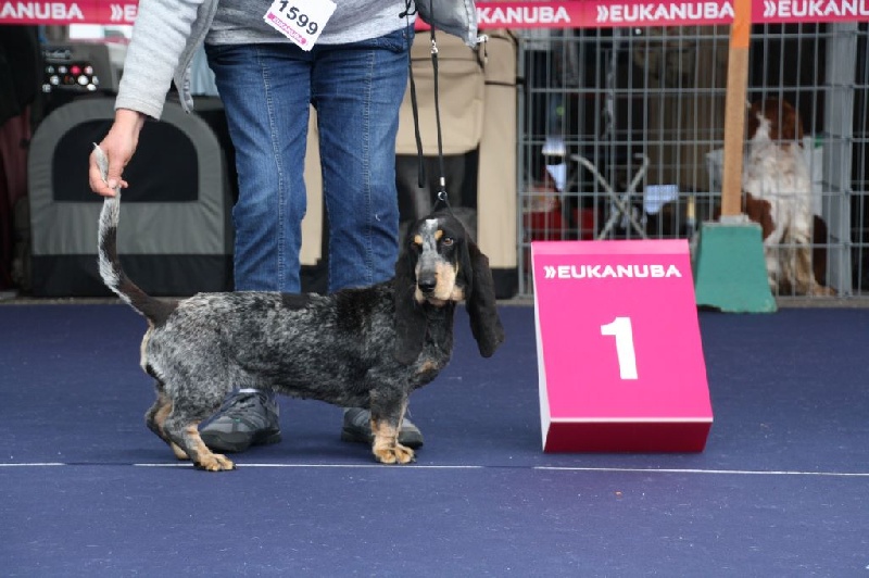 Lavande des vallées longeronnaises - 1er excellent meilleur jeune