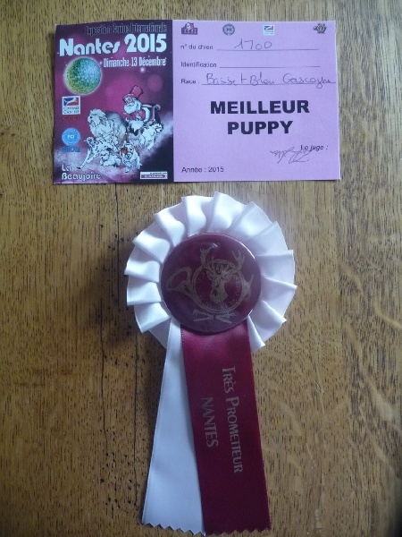 Lavande des vallées longeronnaises - Très prometteur Meilleur Puppy