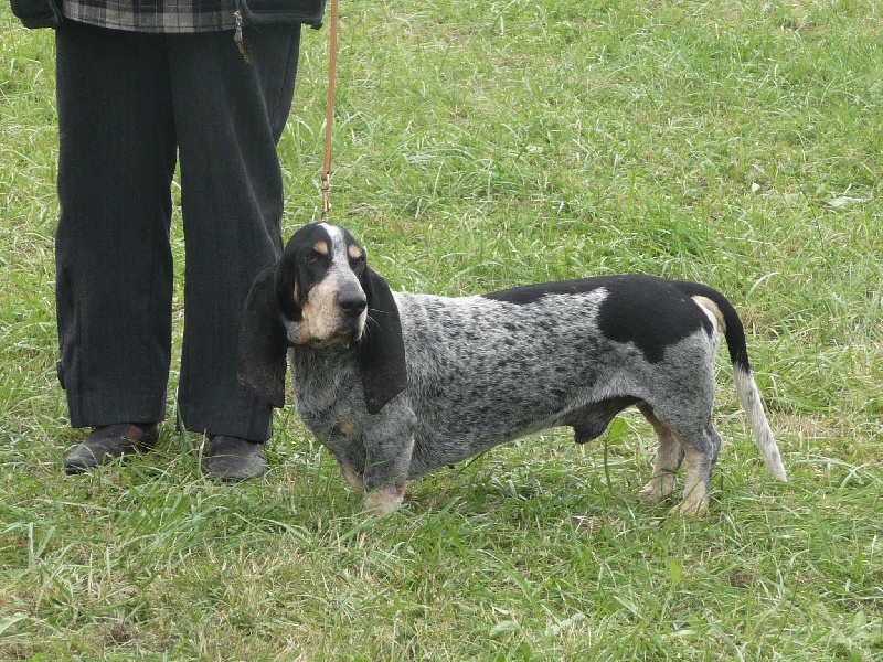 Atoll des vallées longeronnaises - 1er excellent Meilleur de Race