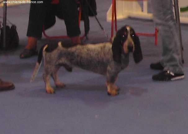 Atoll des vallées longeronnaises - 1er ecxellent meilleur de race