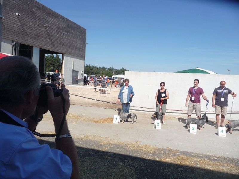 CH. Hyago des vallées longeronnaises - 1er excellent Classe Oouverte Male