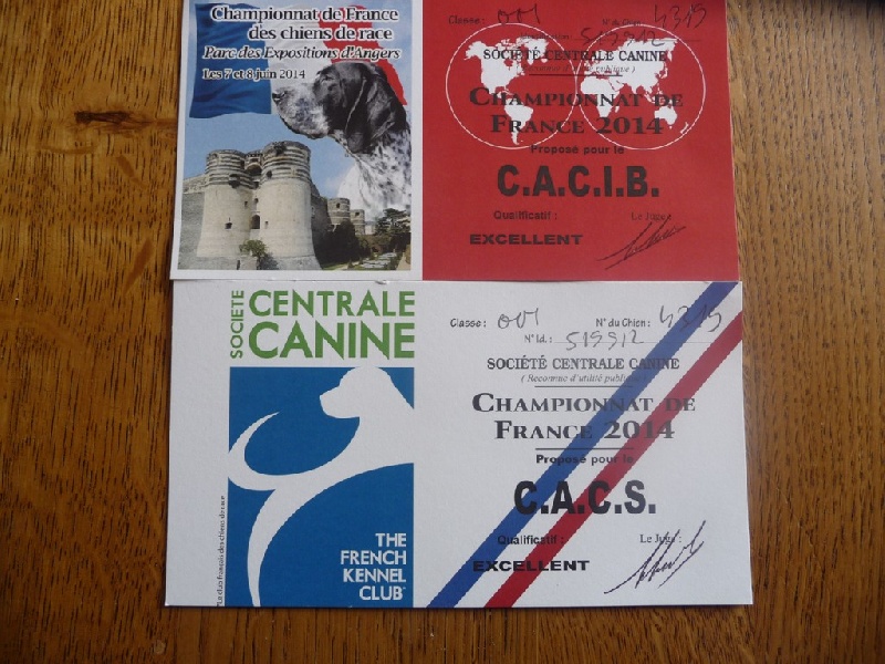 CH. Hyago des vallées longeronnaises - CACIB CACS Meilleur de race de sexe O