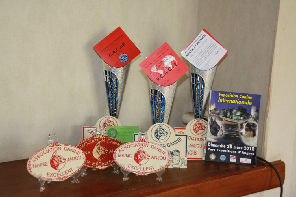 Lavande des vallées longeronnaises - 1er excellent CACS CACIB BOB