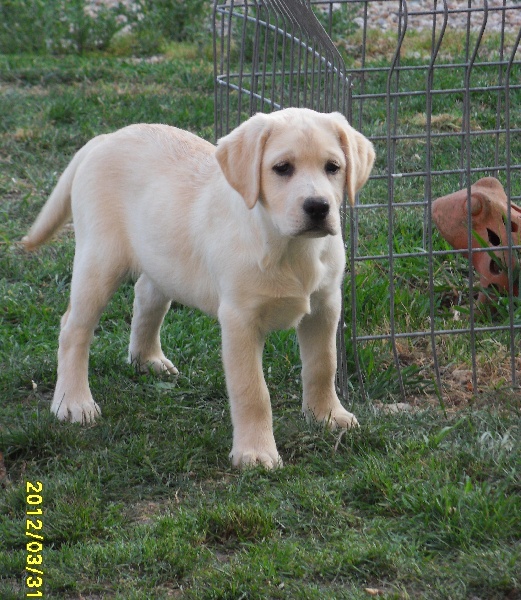 Publication : du pré de l'égvonne Auteur : Pré de l'Egvonne