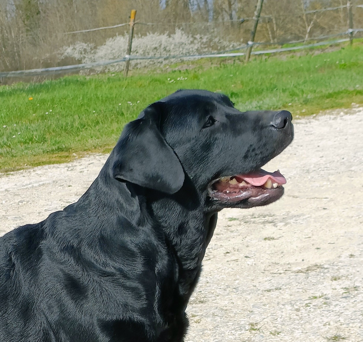 Sang d'ebene du pré de l'égvonne