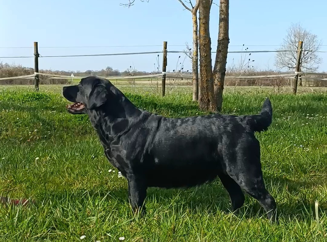 Sang d'ebene du pré de l'égvonne