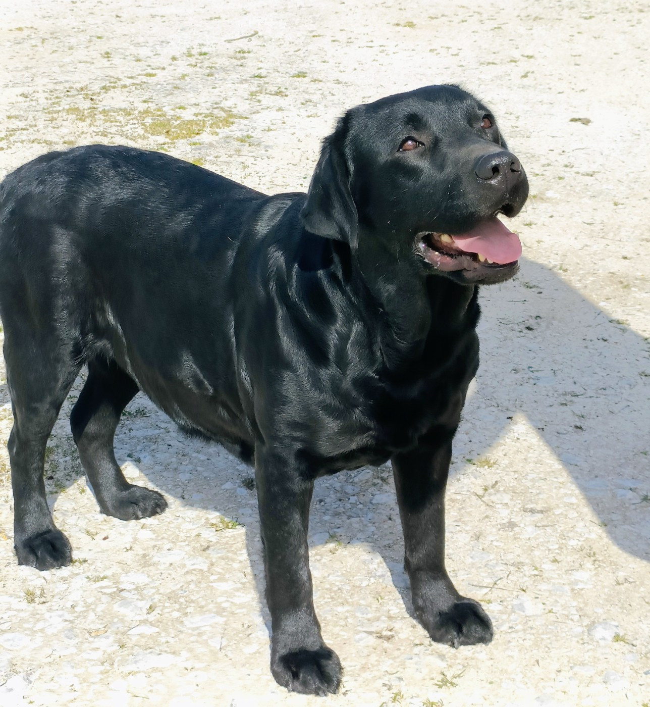 Sang d'ebene du pré de l'égvonne