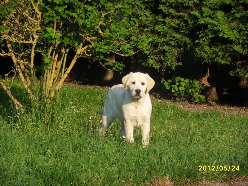 Publication : du pré de l'égvonne Auteur : Pré de l'Egvonne