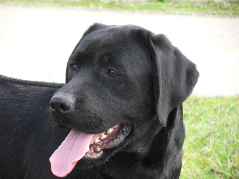 Chien Labrador Retriever Goa du pré de l'égvonne