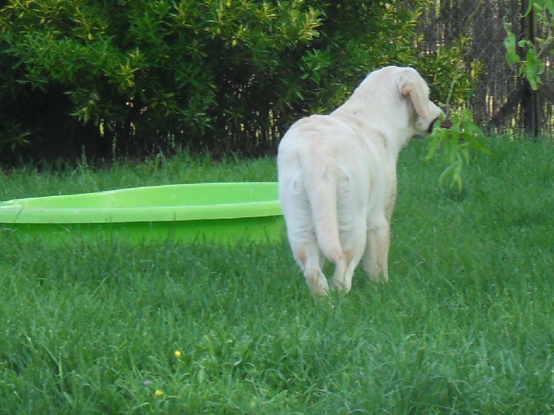 Publication : du pré de l'égvonne Auteur : Pré de l'Egvonne