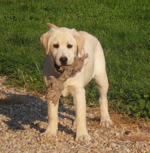 Publication : du pré de l'égvonne Auteur : Pré de l'Egvonne