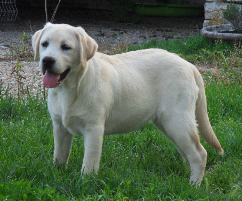 Publication : du pré de l'égvonne Auteur : Pré de l'Egvonne
