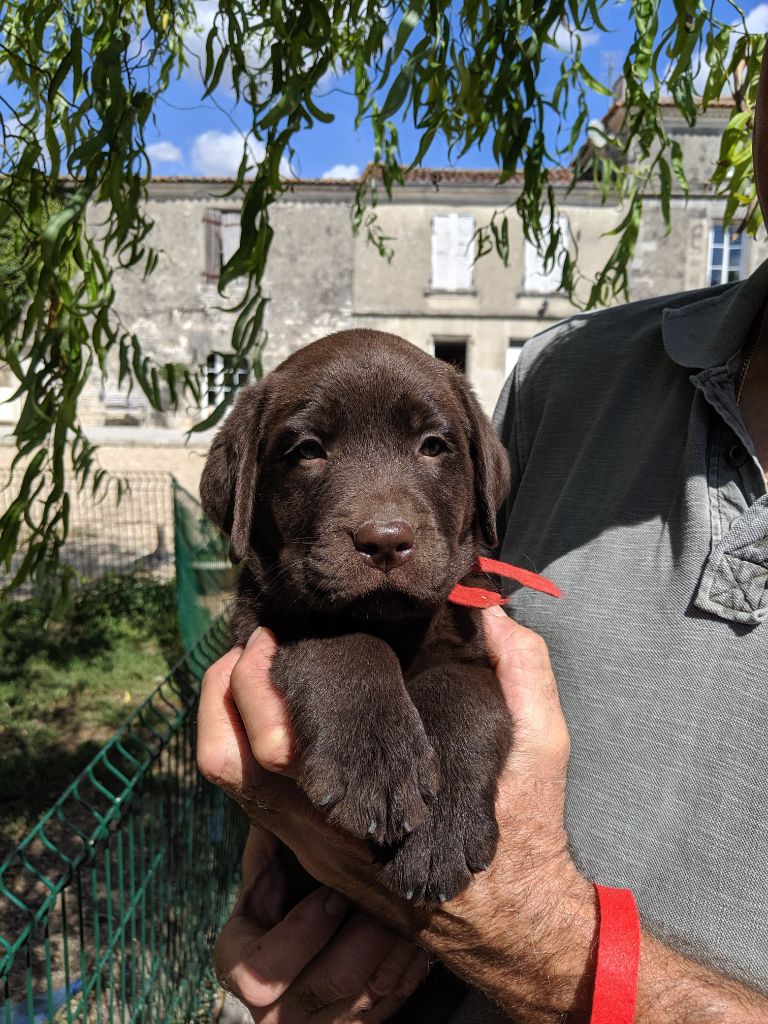 Saillie Labrador Chocolat Lof Forum Reproduction Du Chien Labrador Retriever Wamiz